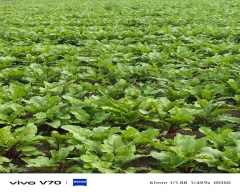 Normal Beetroot for sale in Chamarajanagar