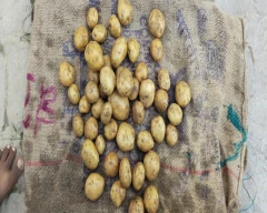 3797 Potato for sale in Mathura