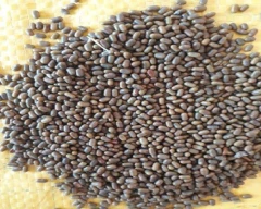 Normal Dhaincha for sale in Mathura