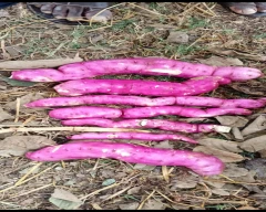 Normal Sweet Potato for sale in Tumakuru