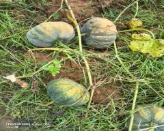 EW 137 f1 Pumpkin for sale in Kendujhar