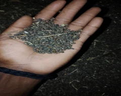 Indian Urad for sale in Damoh