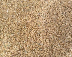 C Grade Quality Paddy for sale in Kanpur Nagar