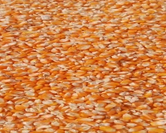 A Grade Quality Maize for sale in Kurnool