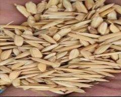 6444 Paddy for sale in Moradabad