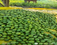 Normal Mosambi for sale in Yavatmal