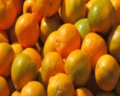 B Grade Quality Orange for sale in Chhindwara