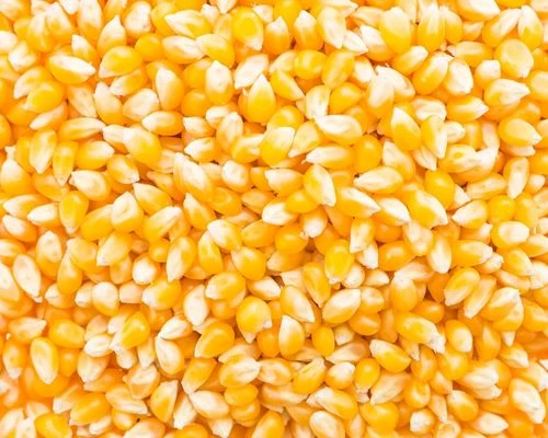 Buy Hybrid Maize from Khandwa, Madhya Pradesh at Wholesale Price of Rs ...