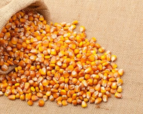 Normal Maize required in Ganjam, Odisha - commodityonline