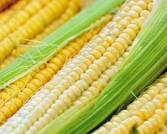 Corn Maize required in YSR District