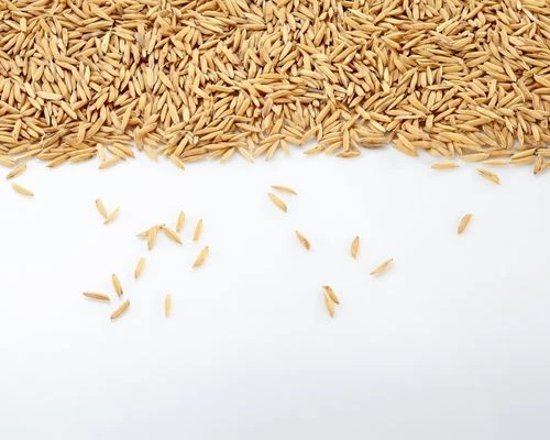 Buy A Grade Quality Paddy from Saran, Bihar at Wholesale Price of Rs 21/Kg