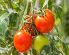 Normal Tomato for sale in Chittorgarh