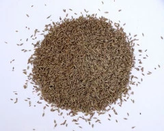 Black Jeera required in Sangli