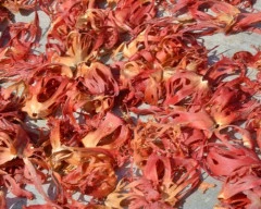 Full red Mace Flower for sale in Idukki