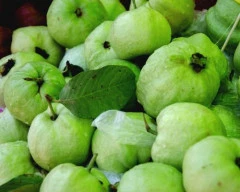 Taiwan Pink Guava for sale in Dhar