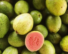VNR Guava required in Mayurbhanj