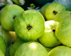 Taiwan Pink Guava for sale in Raichur