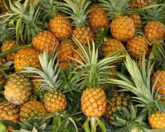 A Grade Quality Pineapple for sale in Shivamogga