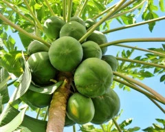 Red Lady Taiwan 786 Papaya for sale in Beed
