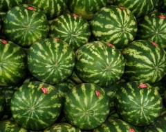 Hybrid Watermelon for sale in Gadag