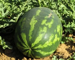 Simba Watermelon required in Chikballapur