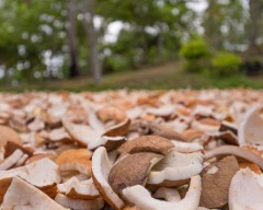 A Grade Quality Copra required in Bengaluru Urban