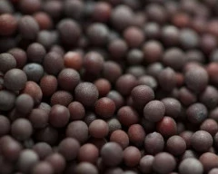 Black Mustard required in Gaya