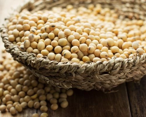 Buy Dried Soyabean from Sagar, Madhya Pradesh at Wholesale Price of Rs ...