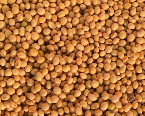 Buy Normal Soyabean from Khandwa, Madhya Pradesh at Wholesale Price of ...