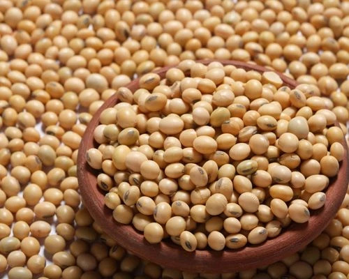 Buy Dried Soyabean from Rajgarh, Madhya Pradesh at Wholesale Price of ...
