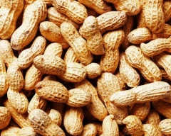 C Grade Quality Groundnut required in Yadgir