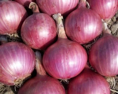A Grade Quality Onion required in Thoothukudi