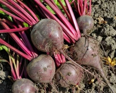 Hybrid Beetroot for sale in Coimbatore