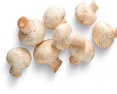 Oyster Mushroom required in Surat