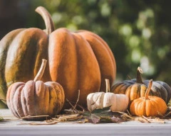 Hybrid Pumpkin required in Erode