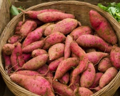 Normal Sweet Potato for sale in Sikar