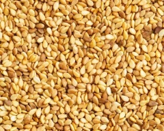 A Grade Quality Sesame for sale in Kushinagar