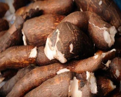 Normal Tapioca for sale in Kollam