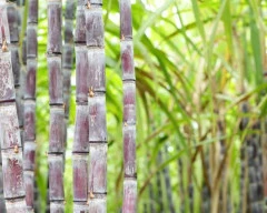 Normal Sugarcane for sale in Nashik