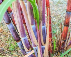 Normal Sugarcane for sale in Ranchi