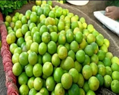 Normal Lemon for sale in Karbi Anglong