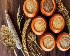 Common Millet required in Auraiya, Uttar Pradesh - commodityonline