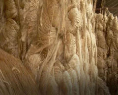 A Grade Quality Jute for sale in Katihar