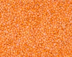 Normal Masoor Dal for sale in Chhindwara