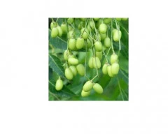 Dried Neem Seed for sale in Pudukkottai
