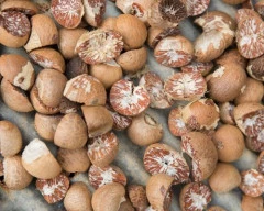 Dried Arecanut required in Coimbatore