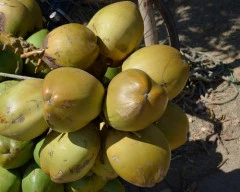 Normal Tender Coconut required in Bokaro