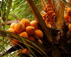 Normal Tender Coconut required in Bikaner