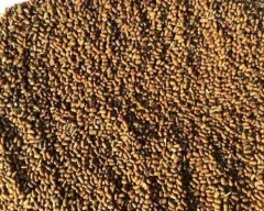 Normal Dhaincha for sale in Hathras