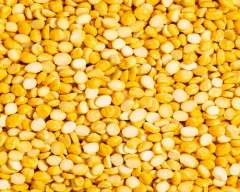 Indian Chana Dal required in Shahjahanpur